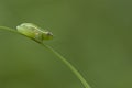 Long Reed Frog, Hyperolius nasutus Royalty Free Stock Photo