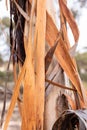 Long Ribbons of Eucalyptus sheathiana shedding bark Goldfields region WA