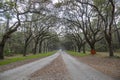 A long road covered in brown fallen leaves with lush green weeping willow trees hanging over the road with a truck driving