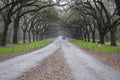 A long road covered in brown fallen leaves with lush green weeping willow trees hanging over the road with a truck driving