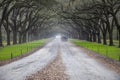 A long road covered in brown fallen leaves with lush green weeping willow trees hanging over the road with a truck driving