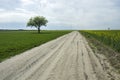 Long road through fields and lonely tree Royalty Free Stock Photo