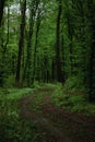 a long road in the forest forest road leads nowhere Royalty Free Stock Photo