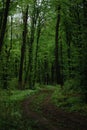 a long road in the forest forest road leads nowhere Royalty Free Stock Photo