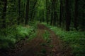 a long road in the forest forest road leads nowhere Royalty Free Stock Photo