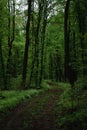 a long road in the forest forest road leads nowhere Royalty Free Stock Photo
