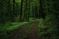 a long road in the forest forest road leads nowhere Royalty Free Stock Photo