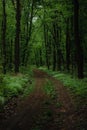 a long road in the forest forest road leads nowhere Royalty Free Stock Photo