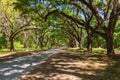 Canopy of old live oak trees draped in spanish moss. Royalty Free Stock Photo