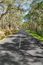 Long road lined trees at La Reunion island, France Royalty Free Stock Photo