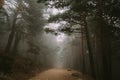 A long road in the middle of the forest with the fog on top of it Royalty Free Stock Photo