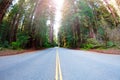 Long road through the Redwood National Park, USA