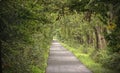 Long Road Under Trees