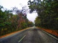 Long Roads with trees