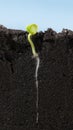 Long root of vegetable sprout in soil