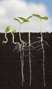 Long roots of cucumber sprouts under ground