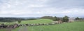 Long row of cows in rural landscape of german eifel Royalty Free Stock Photo