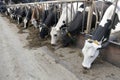 Long row of cows sticking their heads out bars to feed Royalty Free Stock Photo