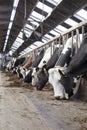 Long row of cows sticking their heads out bars to feed Royalty Free Stock Photo