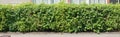 A long row of decorative green bushes grows along the sidewalk n