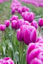 Row of beautiful deep pink spring tulips blooming in a field of pink tulips Royalty Free Stock Photo