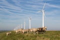 Long row Dutch wind turbines with herd of sheep in front