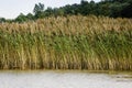 A long row of giant reed arundo donax beds in along water Royalty Free Stock Photo