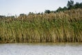 A long row of giant reed arundo donax beds in along water Royalty Free Stock Photo