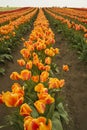 Long Row Of Orange Tulips Royalty Free Stock Photo