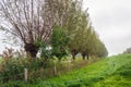 Long row of pollard willows at the bottom of a on a misty autumn day Royalty Free Stock Photo