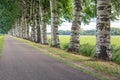 Long row of tall grey poplar trees Royalty Free Stock Photo