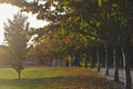 The long row of trees in the fall evening sun Royalty Free Stock Photo