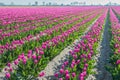 Long rows of blooming pink tulips in a Dutch bulbs nursery