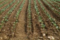 Cabbage plants in brown earth