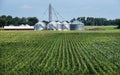 Long rows of corn in farm field, crop storage silos, red barn Royalty Free Stock Photo
