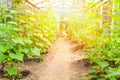 Long rows of cucumber plants in the greenhouse with sunlight. Agriculture concept. Royalty Free Stock Photo