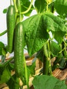 Long rows of cucumber vines to grow vertically