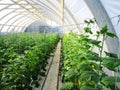 Long rows of cucumber vines to grow vertically in the greenhouse