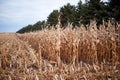 Long rows of dry maize plants during harvesting Royalty Free Stock Photo