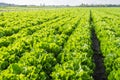 Long rows of Endive plants in the field