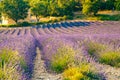 Are long rows of flowering lavender at sunset, field of lavender in France, Valensole, Cote Dazur-Alps-Provence, house Royalty Free Stock Photo