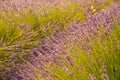 Are long rows of flowering lavender at sunset, field of lavender in France, Valensole, Cote Dazur-Alps-Provence, backlit Royalty Free Stock Photo