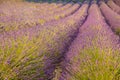 Are long rows of flowering lavender at sunset, field of lavender in France, Valensole, Cote Dazur-Alps-Provence, backlit Royalty Free Stock Photo