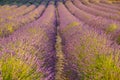 Are long rows of flowering lavender at sunset, field of lavender in France, Valensole, Cote Dazur-Alps-Provence, backlit Royalty Free Stock Photo