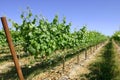 Long rows on grapes Royalty Free Stock Photo