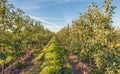 Long rows of low apple trees with ripening apples Royalty Free Stock Photo