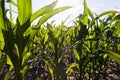 long rows of low young corn