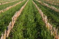 Long rows of maize stubbles