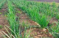 Onion beds growing in harvest field