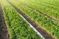 Long rows plantation of potato bushes after agrofibre removal. Agroindustry and agribusiness. Agriculture, growing food vegetables Royalty Free Stock Photo